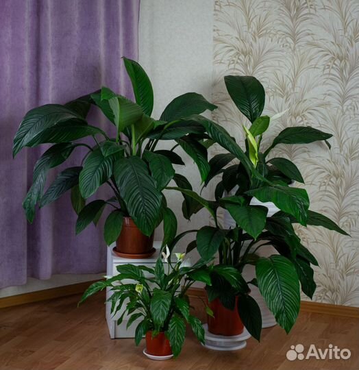 Комнатные цветы \ Спатифиллум \ Женское счастье