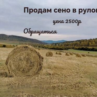 Продам сено в рулонах