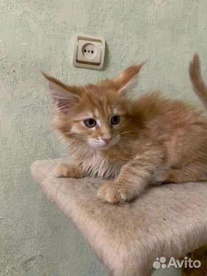 Котята мейн-кун