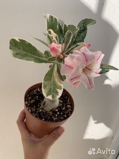 Адениум мультипрививка