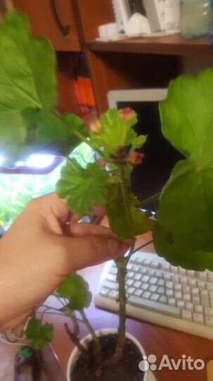 Герань красная розочками Обмен на овощи