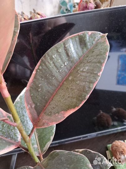 Фикус руби/белиз