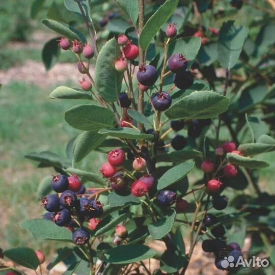 Варенье ирга клюква 16