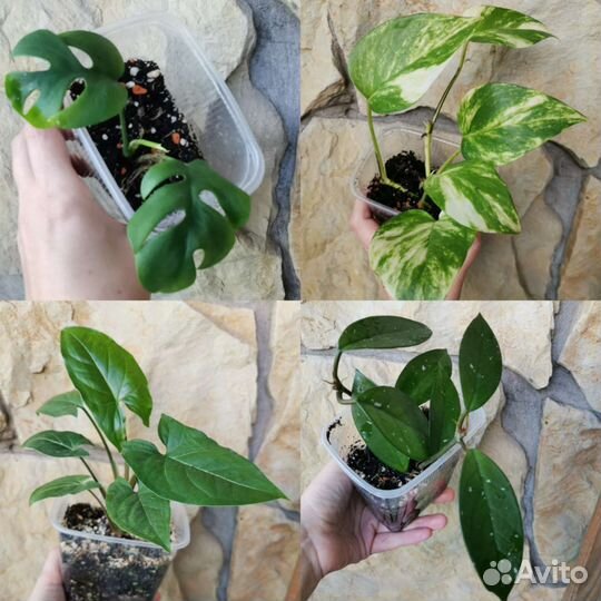 Комнатные растения