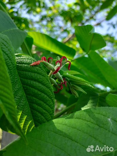 Саженцы маньчжурского ореха