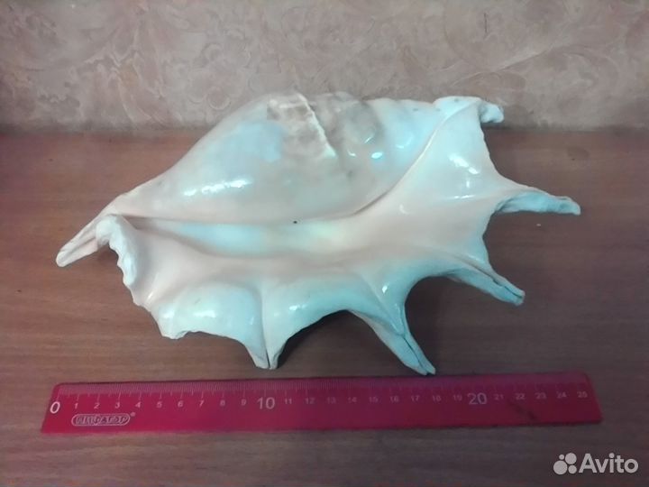 Скат, Рыба Еж, ракушки, кораллы