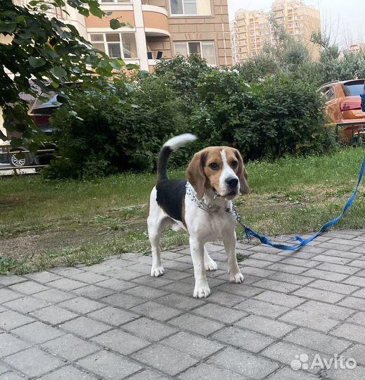 Собака в добрые руки отдам бесплатно