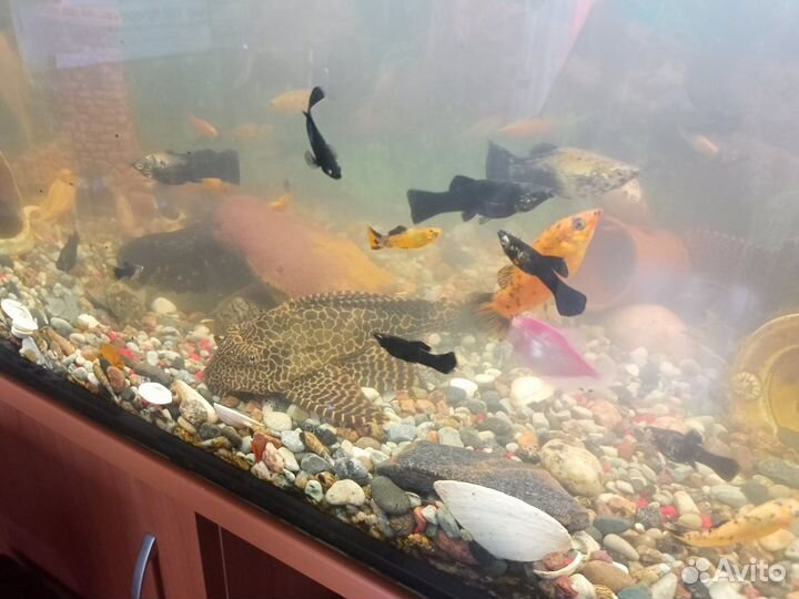 Аквариум с тумбой 240л