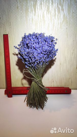 Лаванда сухоцвет