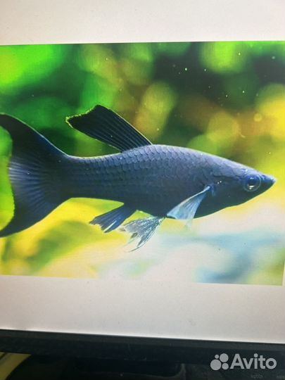 Молинезия дирлхвостовая