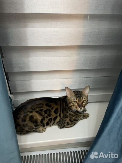 Бенгальский кот вязка