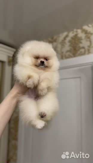 Померанский шпиц мини