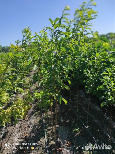 Саженцы плодовых деревьев (опт) розница