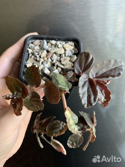 Пеллиония ползучая