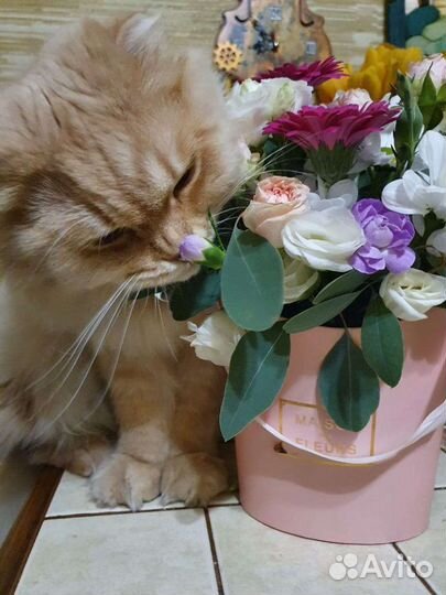 Передержка котов
