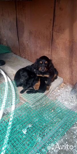 Продажа собак щенков