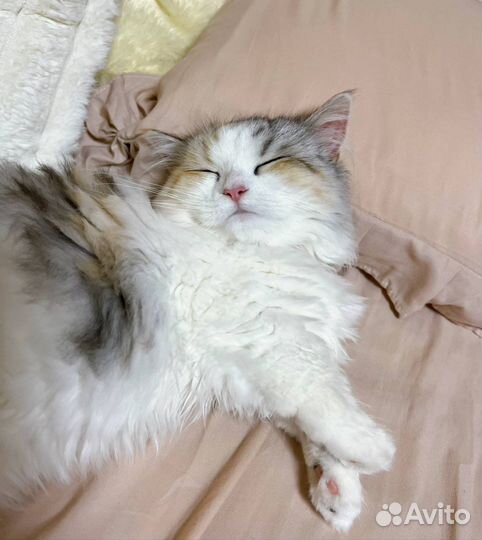 Передержка питомца