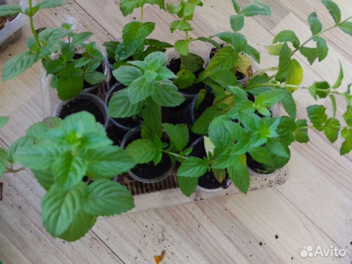 Мята сортовая