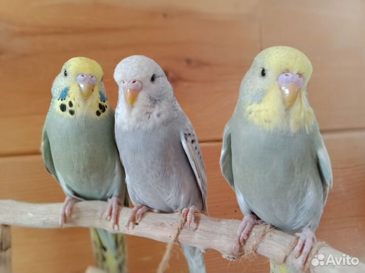 Волнистые попугаи