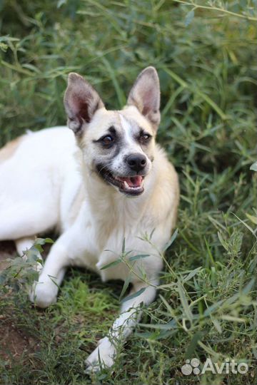 Маленькая собачка в добрые руки