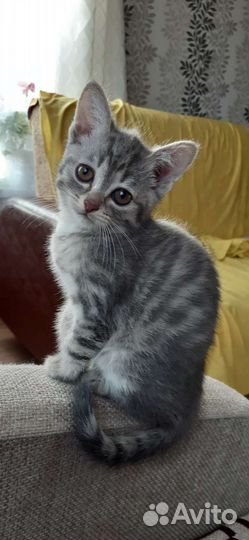 Кошки в добрые руки бесплатно