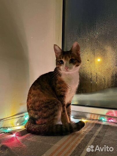 Кошка 1,5 года бесплатно