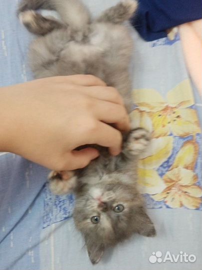 Сибирский котенок девочка