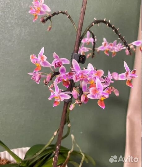 Орхидея фаленопсис equestris (peloric - 3 lips)