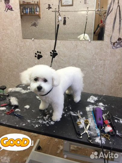 Груминг Профессиональный Стрижка Собак и Кошек