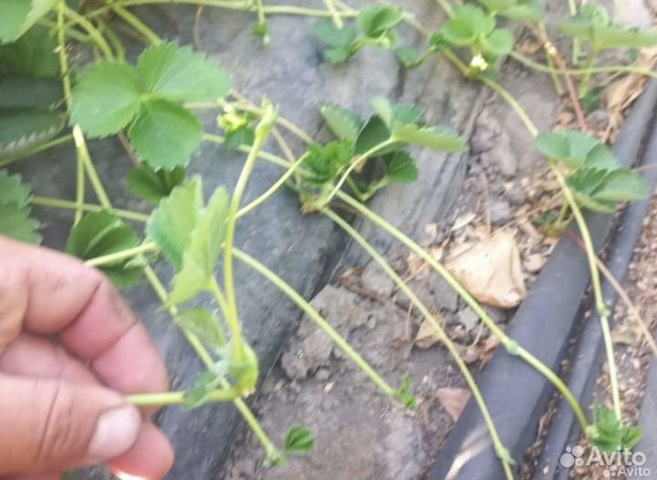 Рассада клубники априка, прими, альбион,мурана