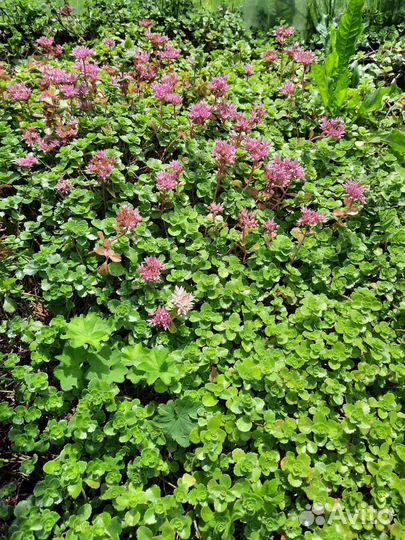 Молочай кипарисовый, очиток, чистец- заячьи ушки