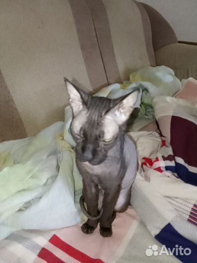 Донской сфинкс