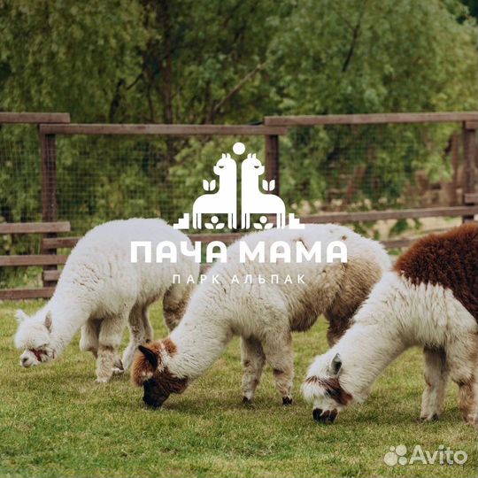 Маркетолог / Арт-директор