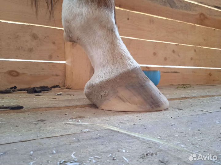 Расчистка копыт лошадей, ковка