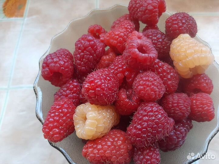 Ремонтантная малина,цена за 0,5 литра