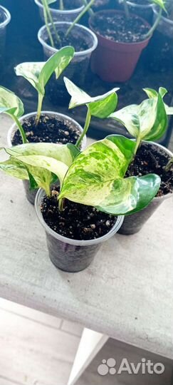 Сциндапсус эпипремнум