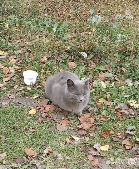 Коты замерзают на улице нужен дом или передержка