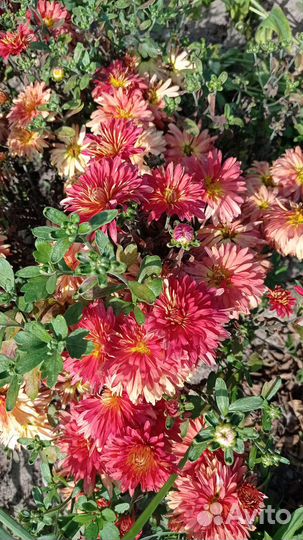 Хризантема