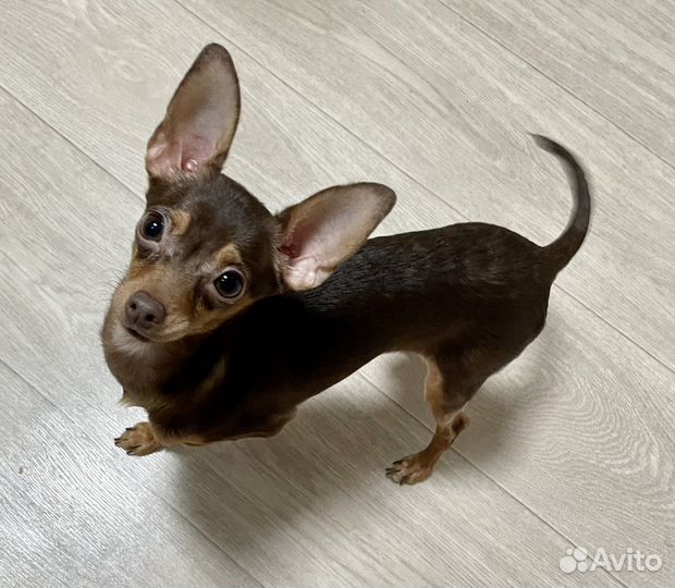 Мини той-терьер