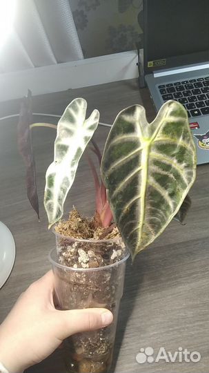 Алоказия дроф и ниндзя