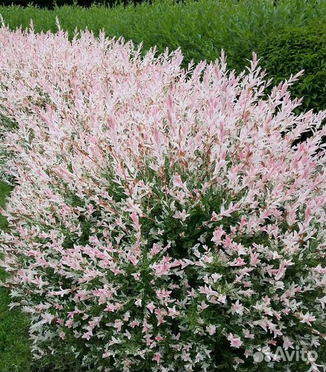 Продаем саженцы Ивы Хакуро Нишики