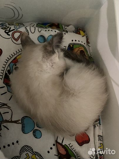 Отдам котёнка в добрые руки (девочка)