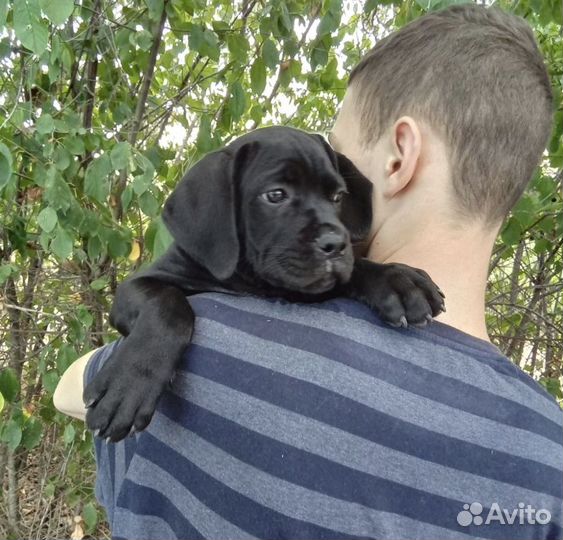 Щенки кане корсо