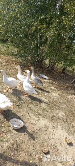 Гуси трёхмесячные, Линда и Серый уральский