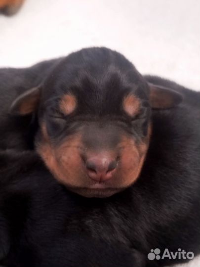Собаки щенки добермана