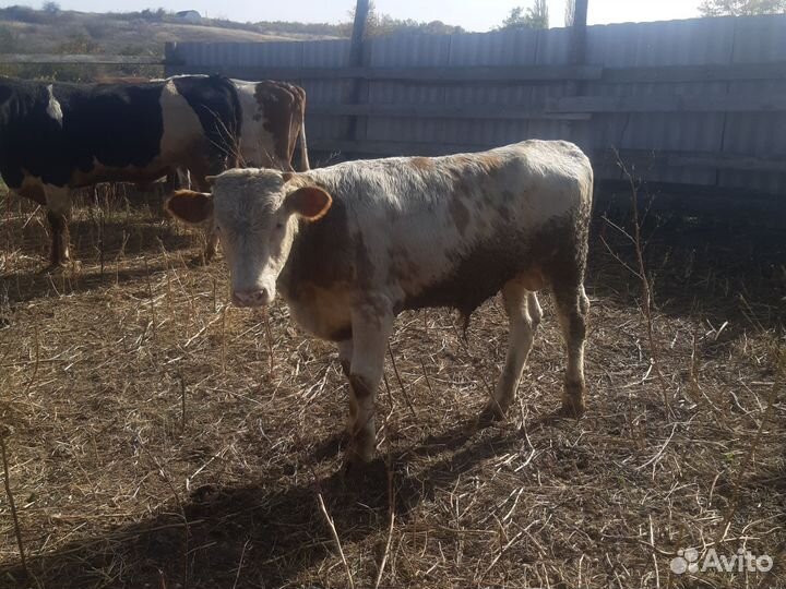 Коровы быки телки