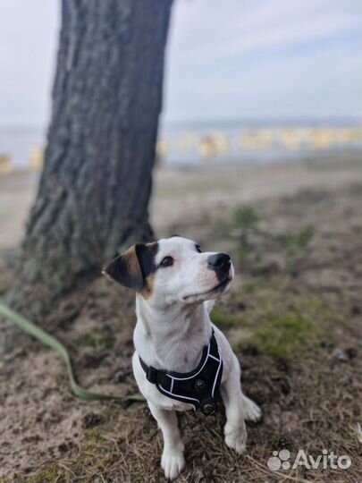 Вязка кобель джек рассел терьер