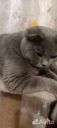 Кошки вислоухие