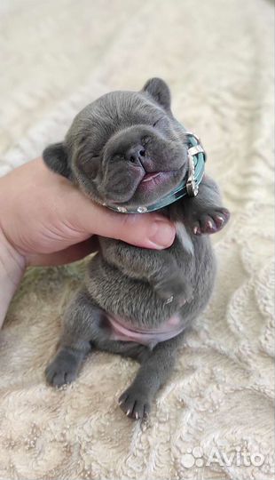 Щенки французского бульдога разных окрасов