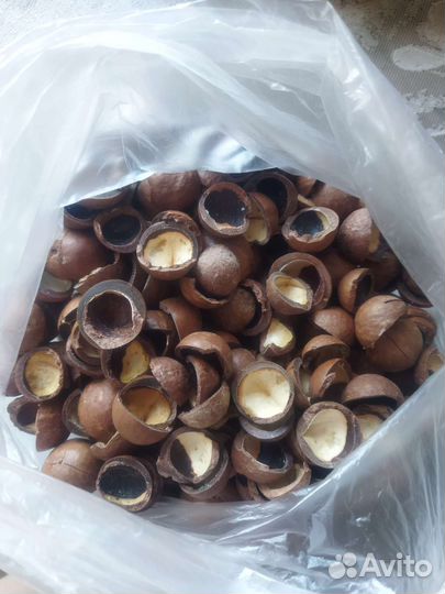 Скорлупа ореха макадамии